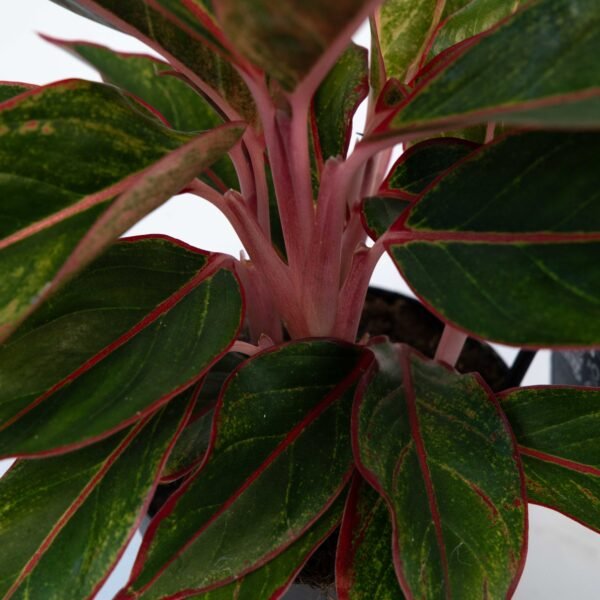 Aglaonema -