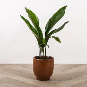 Aspidistra Elatior
