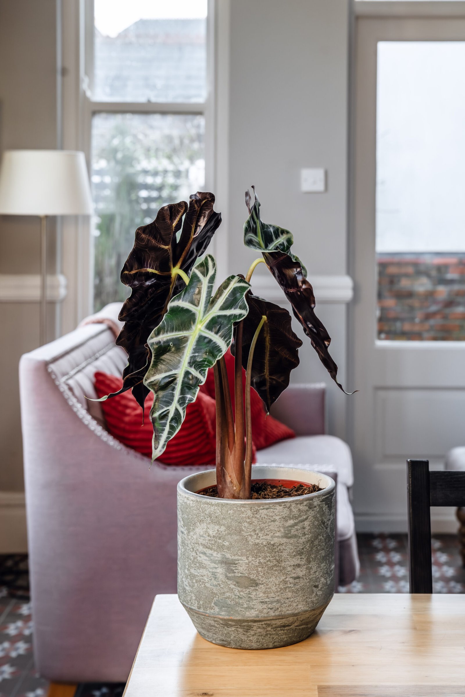 alocasia 'polly' medium copy