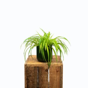Chlorophytum Vittatum