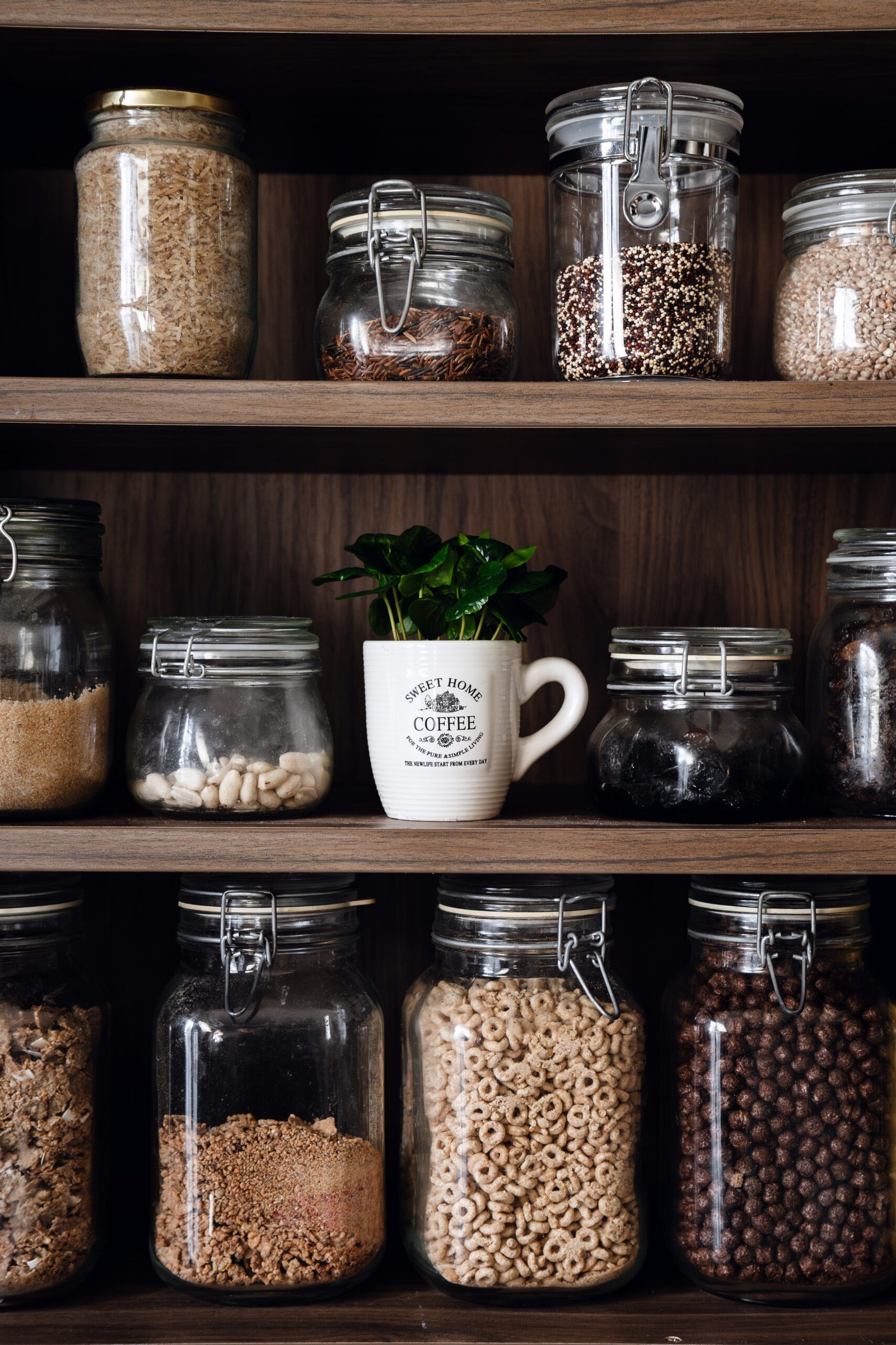coffea arabica coffea arabica