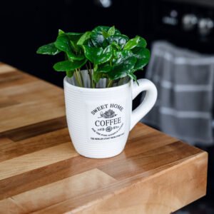 coffea arabica