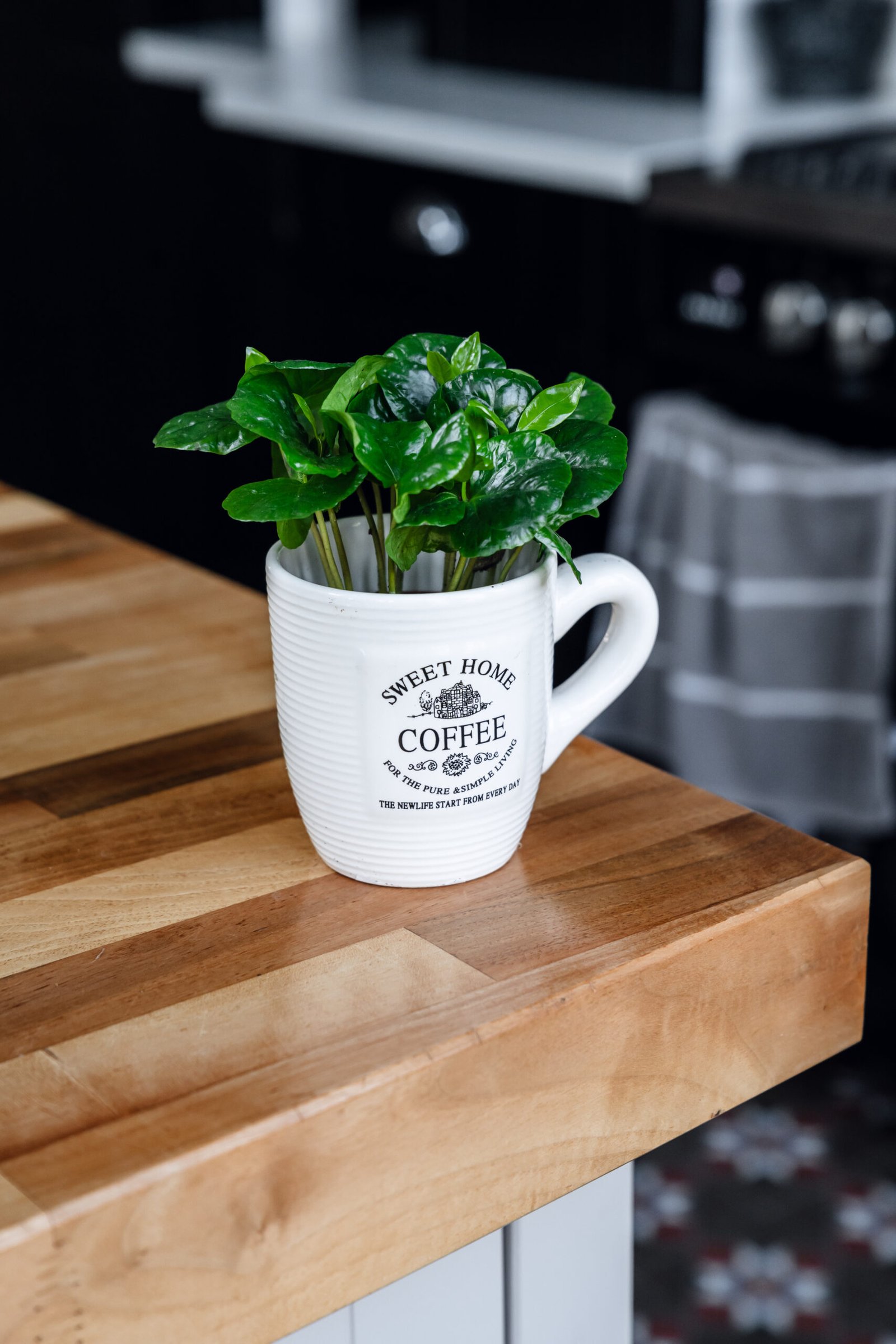 coffea arabica coffea arabica