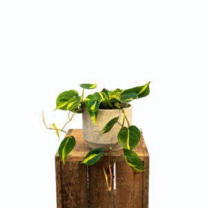 philodendron scandens brasil