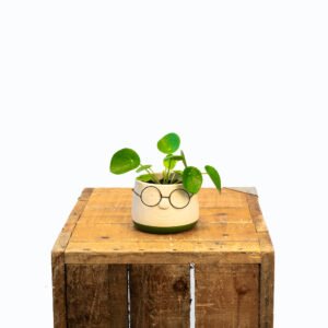 pilea peperomioides