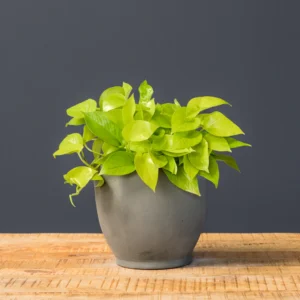 epipremnum aureum neon