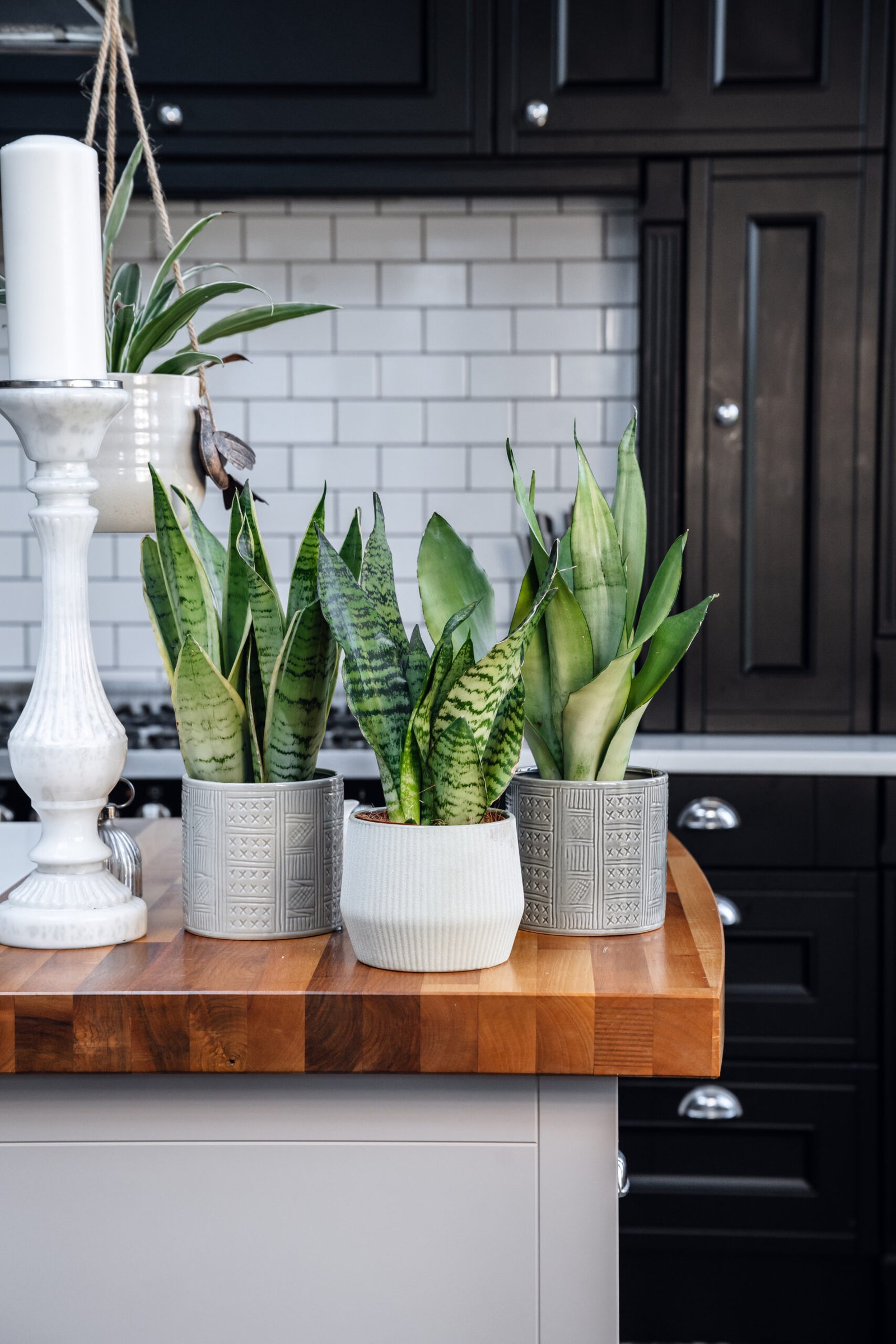 sansevieria 'snake plant' mixed 3 copy