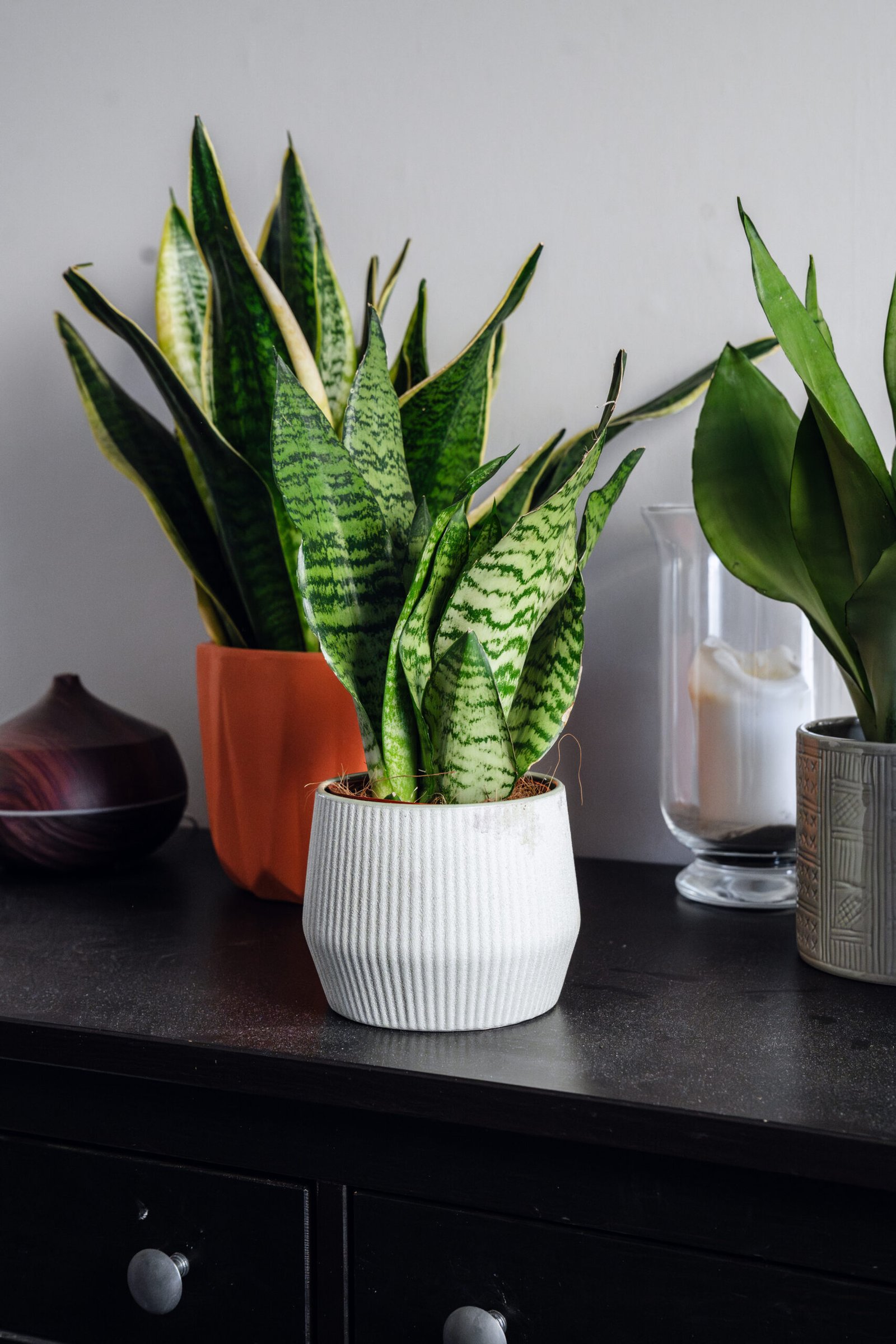 sansevieria 'snake plant' mixed 8 copy