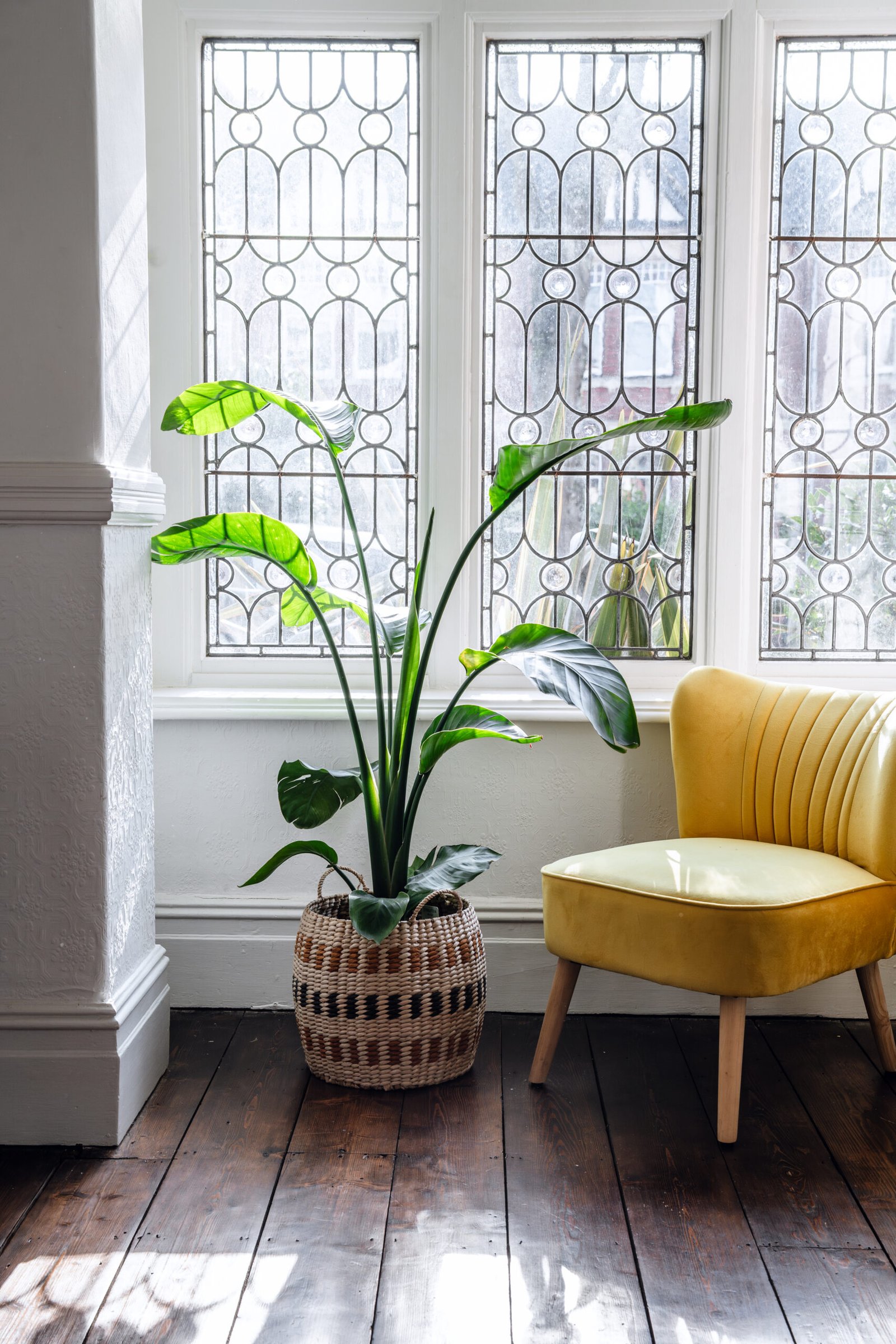 strelitzia nicolai 'white bird of paradise' extra large 2 copy
