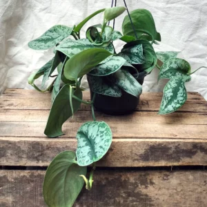 ⁠⁠scindapsus pictus