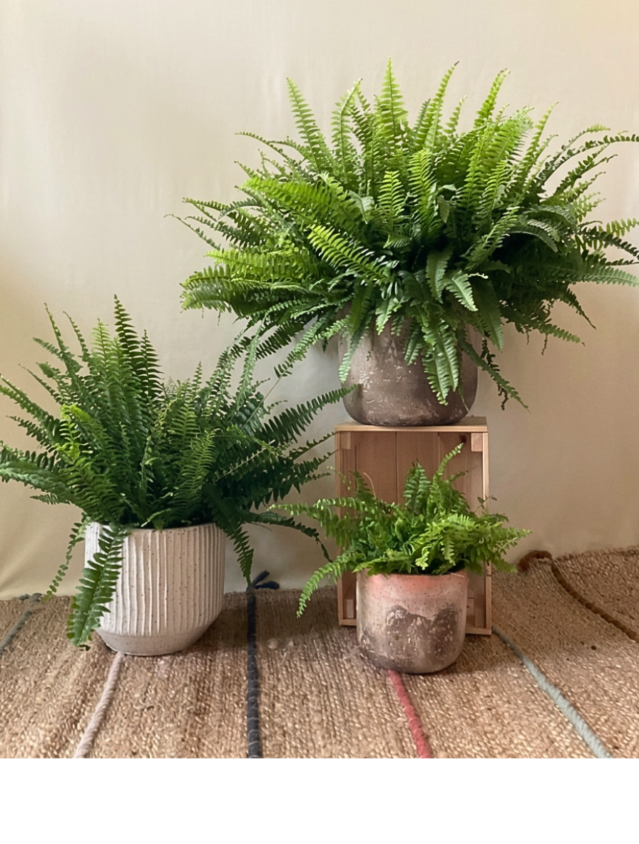 smoothed backdrop enhancement smoothed backdrop enhancement