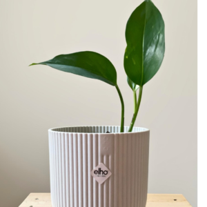 untitled design (2)