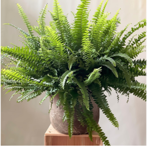 Plants